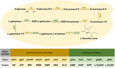 One-Step Biosynthesis of Vitamin C in Saccharomyces cerevisiae